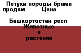 Петухи породы брама продам!!!!  › Цена ­ 1 000 - Башкортостан респ. Животные и растения » Птицы   . Башкортостан респ.